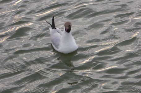 Im Hafen von Stavoren laden die ersten Schwimmvögel zu einem erfrischenden Bad ein