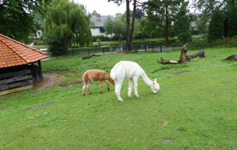 Medemblik: der Weg zur Ritterburg führt durch einen kleinen Tierpark mit Alpakas