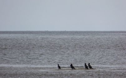 Die Kormorane wenden sich von uns ab und blicken gelangweilt auf den Horizont