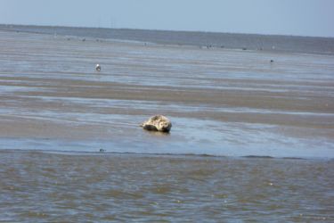 12.07.2018 von Stavoren führte die Route wieder durch die Schleuse in die Nordsee. Auf dem Weg dahin konnte wir einen faulen, einsamen Seehund beim Mittagschläfchen auf einer Sandbank beobachten