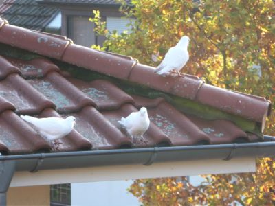 An diesem sonnigen Herbsttag bestaunten die weißen Tauben auf dem Dach das rege Treieben im Gemeindehaus Oyten